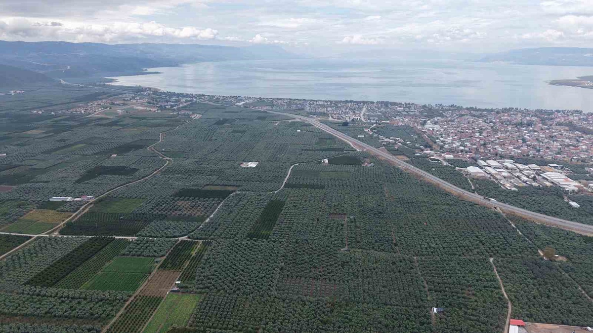 İznik\'te coğrafi işaretli Müşküle üzümünde hasat başladı, kilosu 35 lira