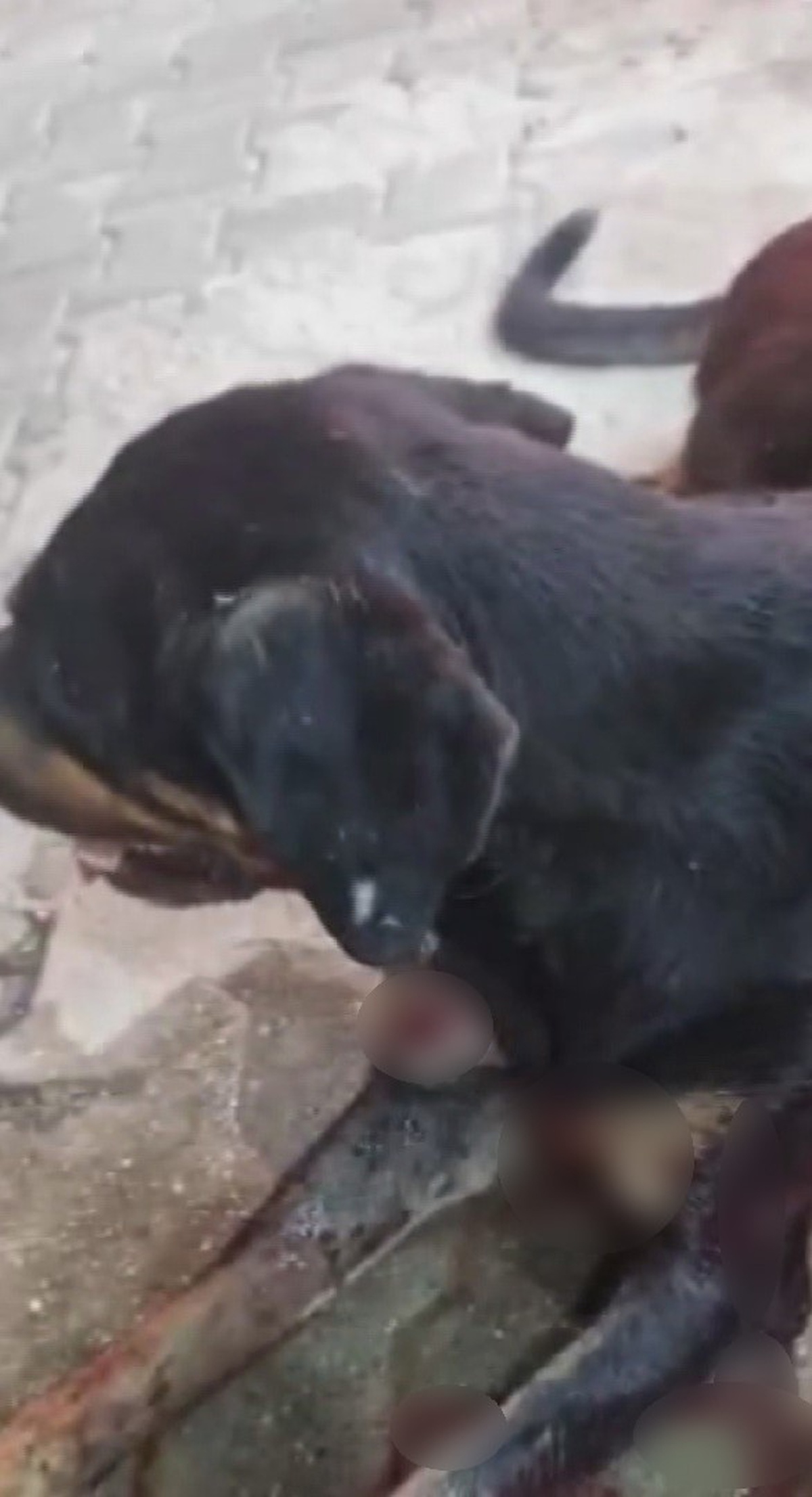 Samandağ\'da silahla vurulan yaralı sokak köpeğine polis ekipleri sahip çıktı