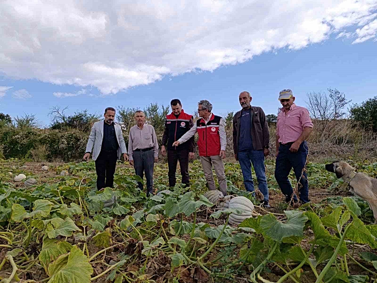 Tekirdağ Süleymanpaşa\'da bal kabağı mesaisi, İl Tarım Müdürü tarlada inceledi