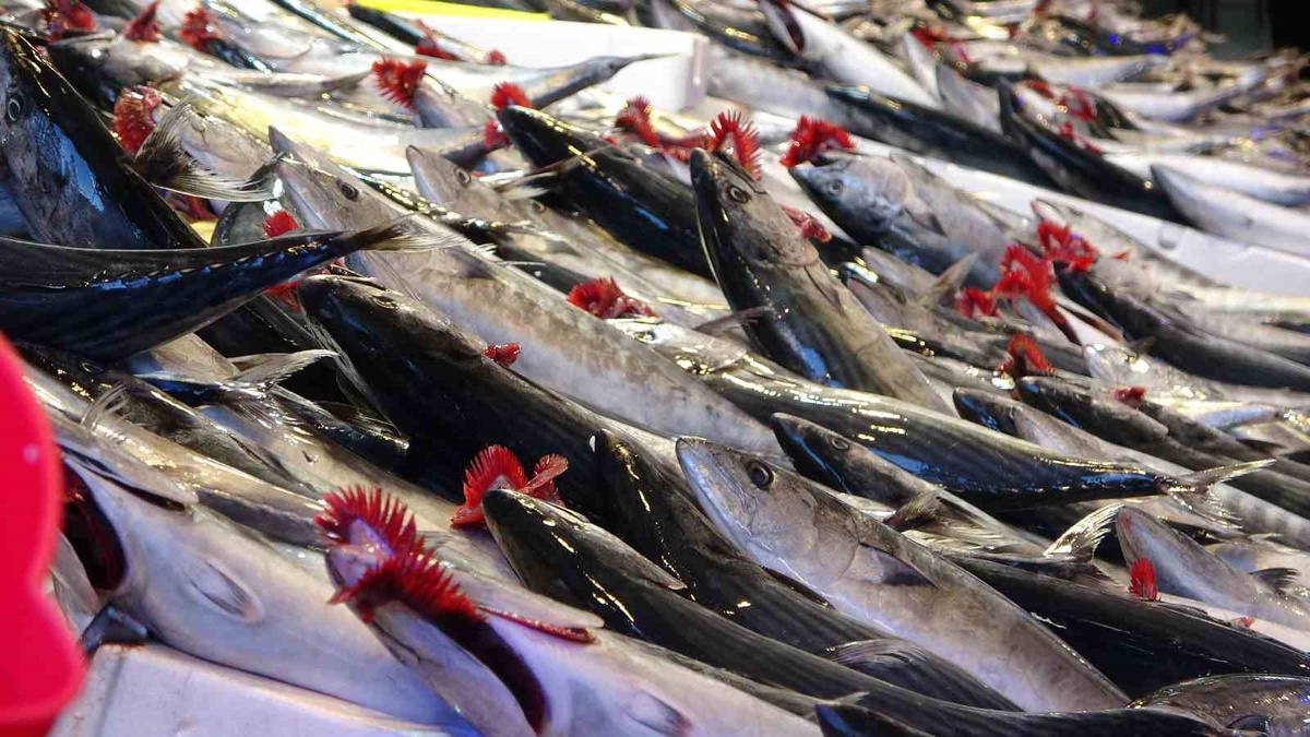 Trabzon\'da palamut bolluğu, 1 Eylül\'den bu yana bin 300 ton karaya çıktı