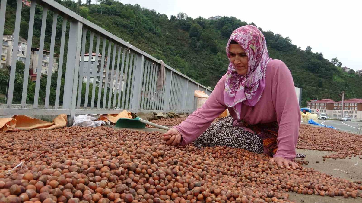 Giresun\'da fındık üreticisi serbest piyasa düşünce TMO\'ya yöneldi