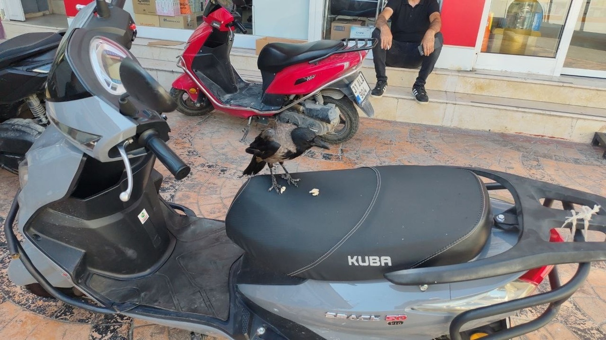 Hatay Erzin\'de mahallelinin dostu karga, motosikletten aldığı parayla kameraya yakalandı