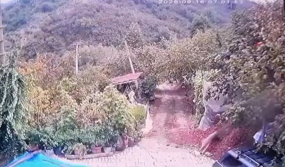 Düzce Akçakoca\'da kurt, bahçedeki köpeği alıp götürdü ve o anlar kameraya yansıdı