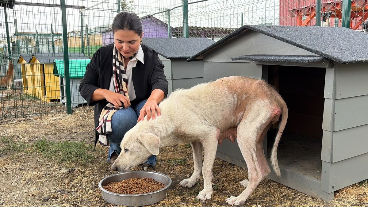 Bursa\'da kurtarılan 8 yaşındaki köpeğin adı, sahiplenen avukatın adıyla Ülker oldu