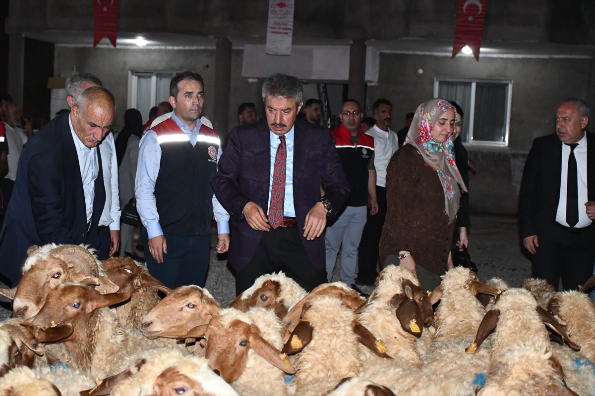 Şırnak Cizre'de kırsal destek projesiyle kadın yetiştiriciye 100 koyun teslim edildi