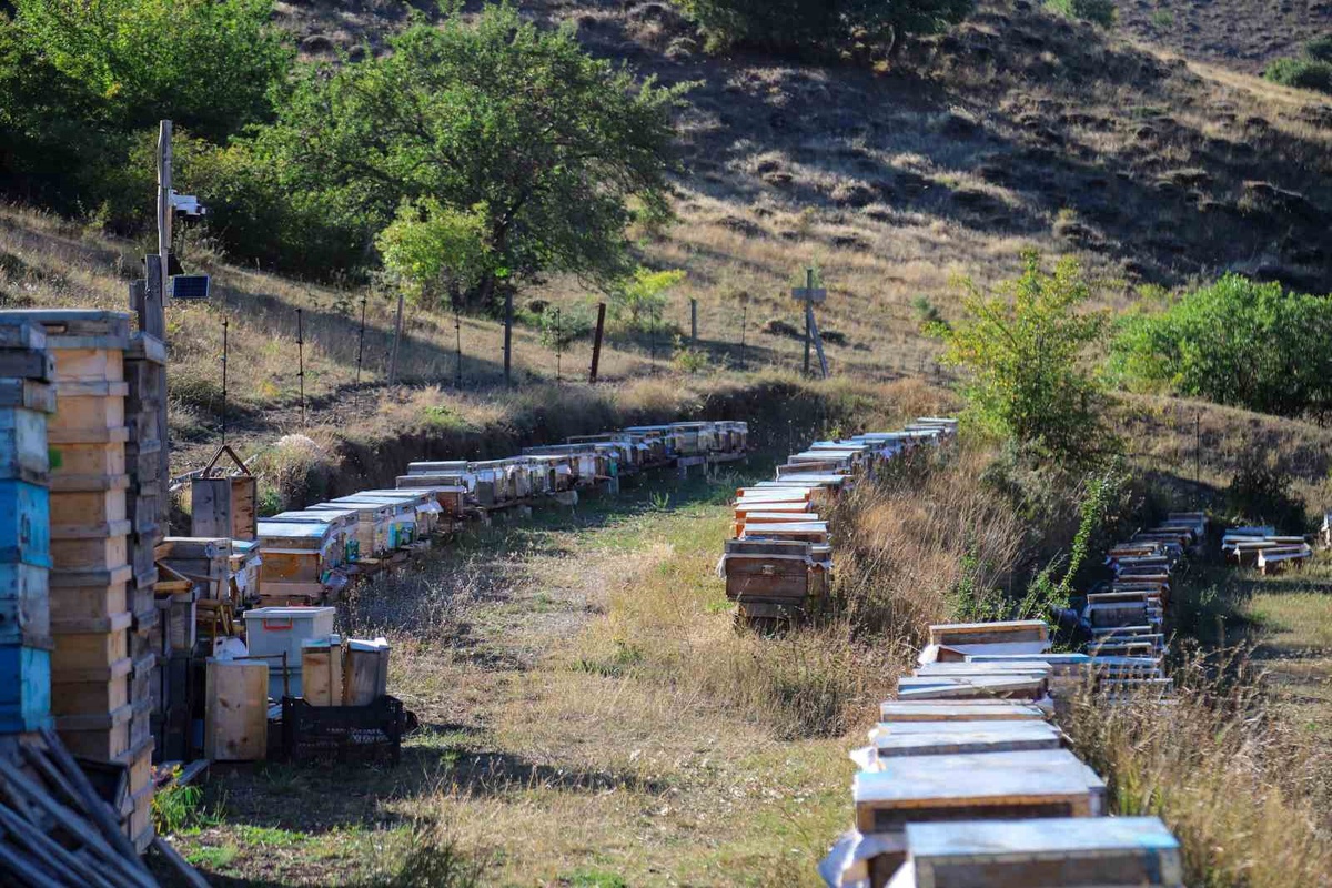 Gümüşhane\'de bal rekoltesi yüzde 40-50 düştü, arıcılar sahte baldan şikayetçi