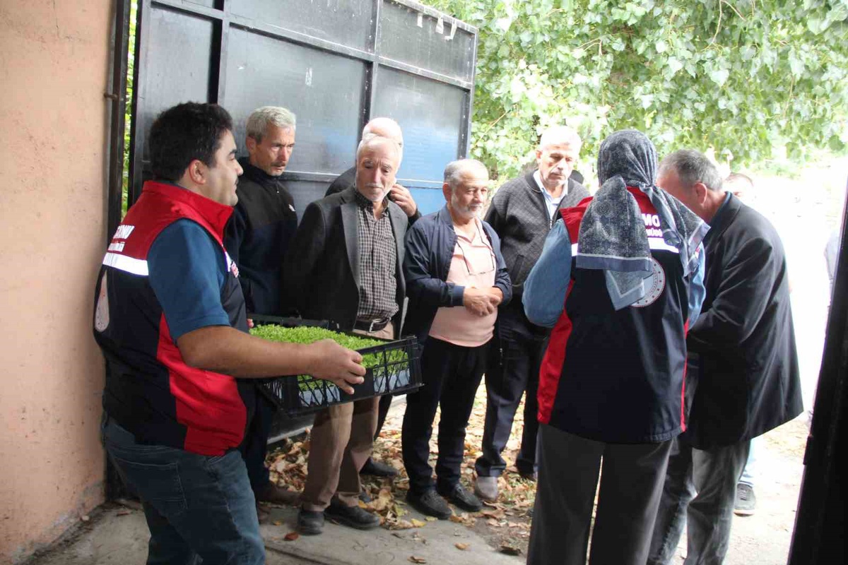 Kastamonu İnebolu'da 65 çiftçiye 88 bin 400 fide yüzde 75 devlet katkısıyla verildi