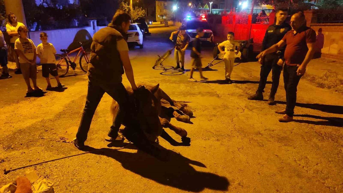 Keşan\'da yerde yatan ata şiddet iddiasıyla polis 2 kişi hakkında adli işlem başlattı