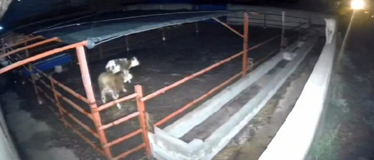 Kırşehir Boztepe\'de mandıraya giren kurtlar iki hayvanı telef etti, anlar kamerada