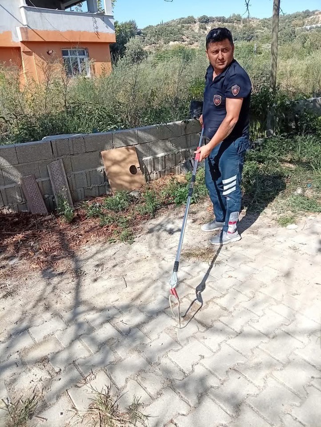 Hatay Samandağ'da yerleşimdeki yılan zarar verilmeden yakalanıp doğaya bırakıldı