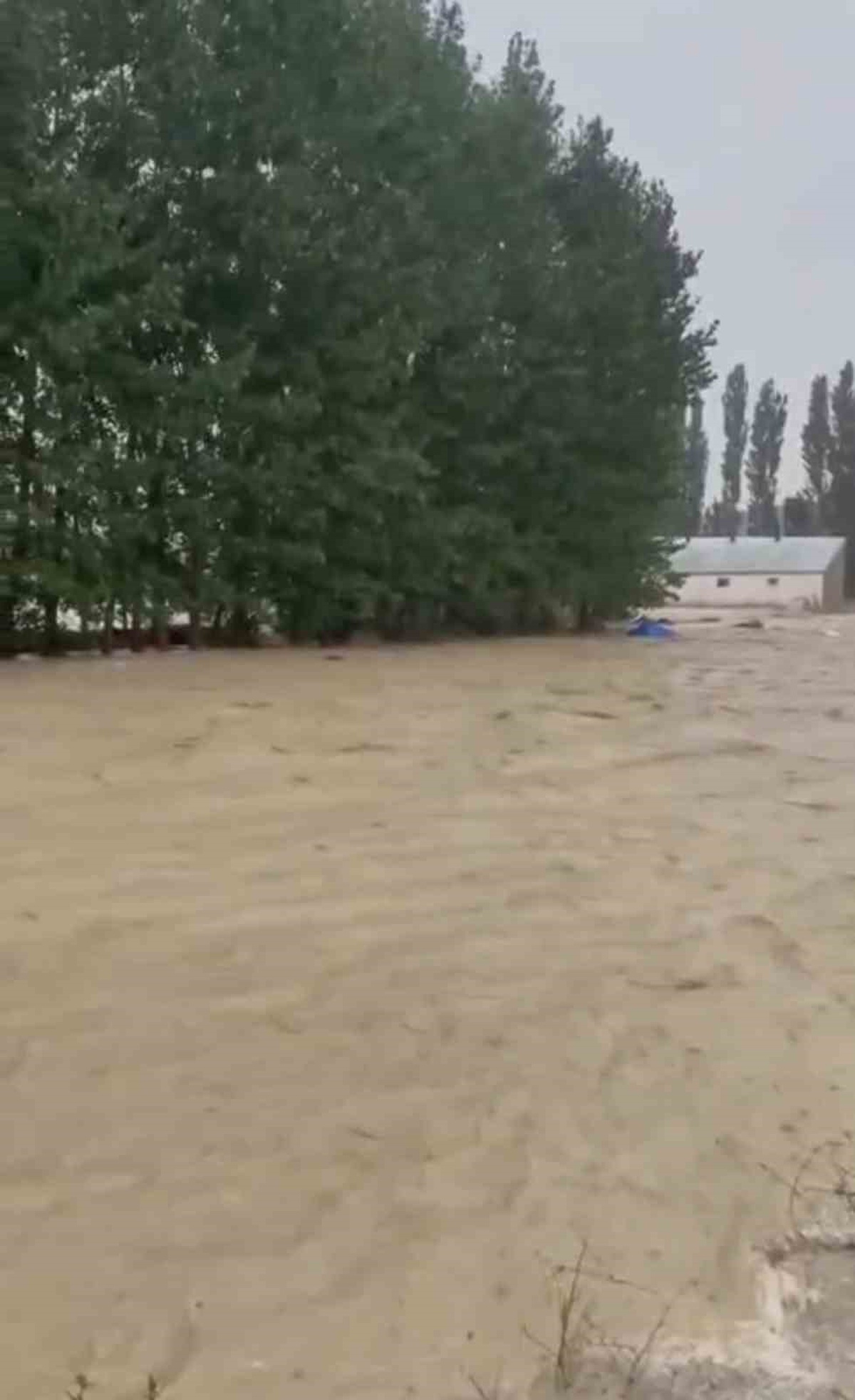 Sivas\'ta Güney Köyü\'nde sağanak dereleri taşırdı, tarım arazileri sular altında kaldı