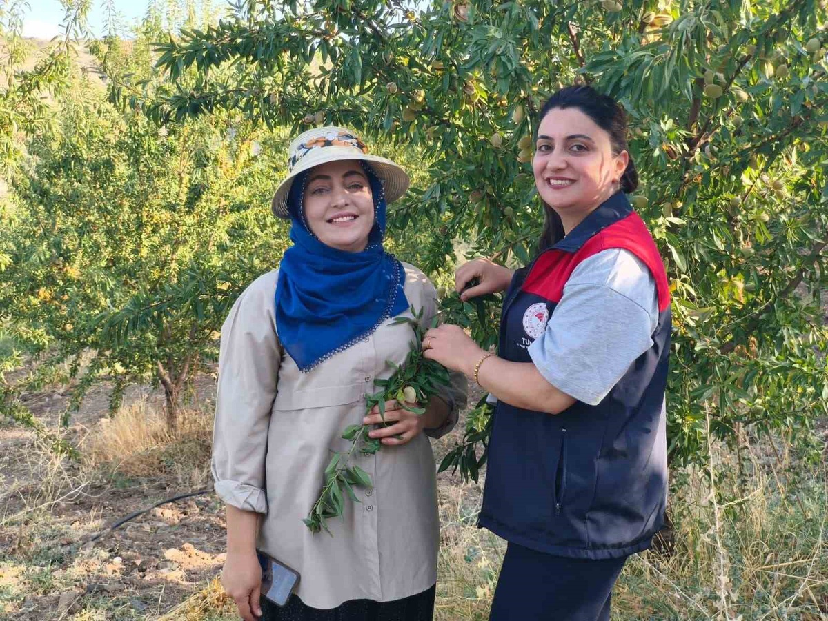 Çemişgezek\'te Ayşe Balcı, bin 200 badem fidanından 6 ton ürün bekliyor