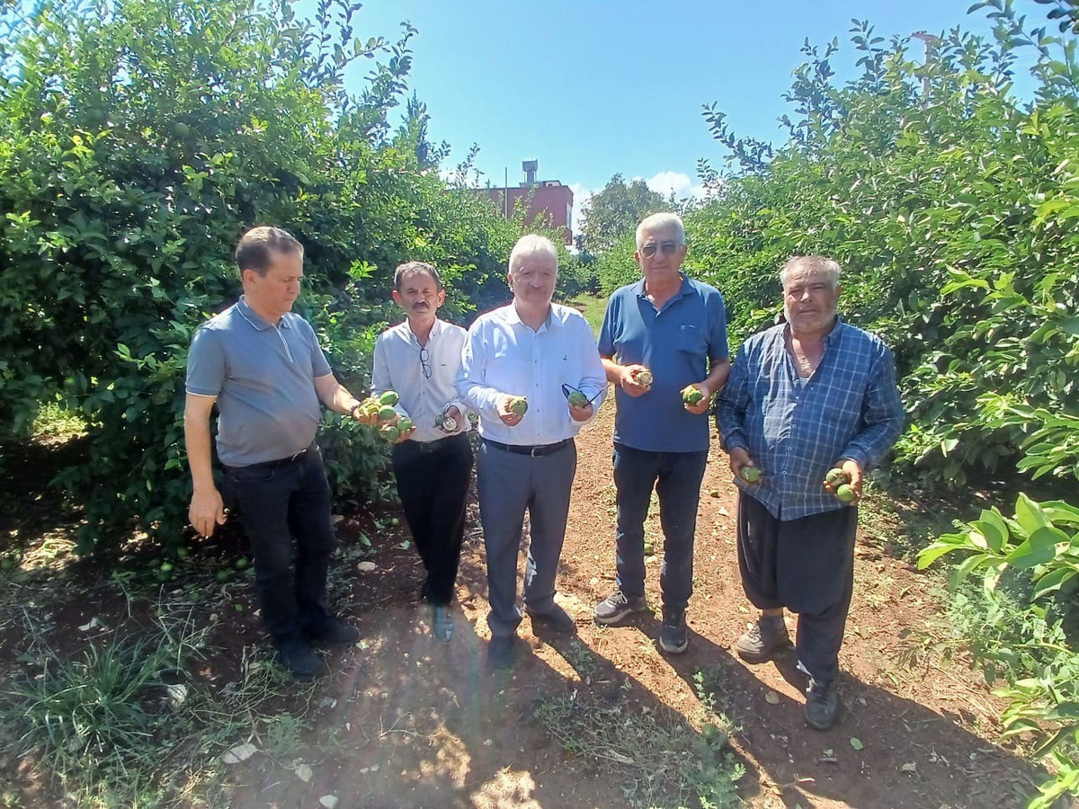 Adana Yüreğir\'de dolu yaklaşık 35 bin dönüm tarım alanına zarar verdi, TZOB söz verdi