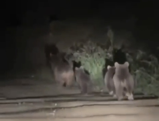 Akçakoca'da yol kenarında yürüyen anne ayı ve 3 yavrusu cep telefonuyla görüntülendi