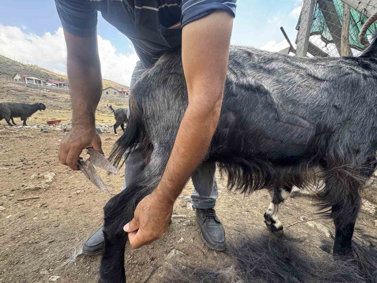 Antalya Akseki\'de Yörükler keçi kırkımını imeceyle yapıyor, kıllar çöpe gidiyor