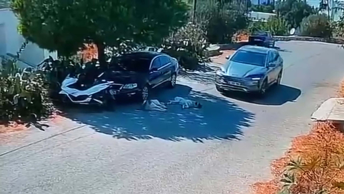 Güvenlik kamerası kaydetti! Bodrum\'da 2 köpeği ezip giden sürücünün kimliği belirlendi