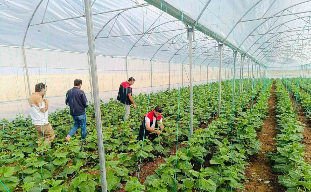 Şırnak Cizre\'de Katran köyü seralarında denetim ve bilgilendirme yapıldı