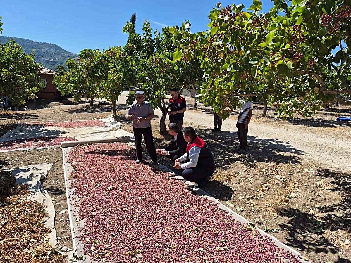 Denizli Güney\'de Antep fıstığı hasadının ilk ürünü Kaymakam katılımıyla toplandı