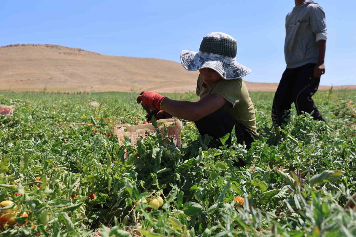 Elazığ\'da mevsimlik tarım işçileri sıcakta domates toplayıp ekmek mücadelesi veriyor