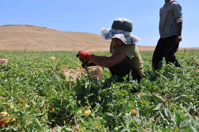 Elazığ'da mevsimlik tarım işçileri sıcakta domates toplayıp ekmek mücadelesi veriyor