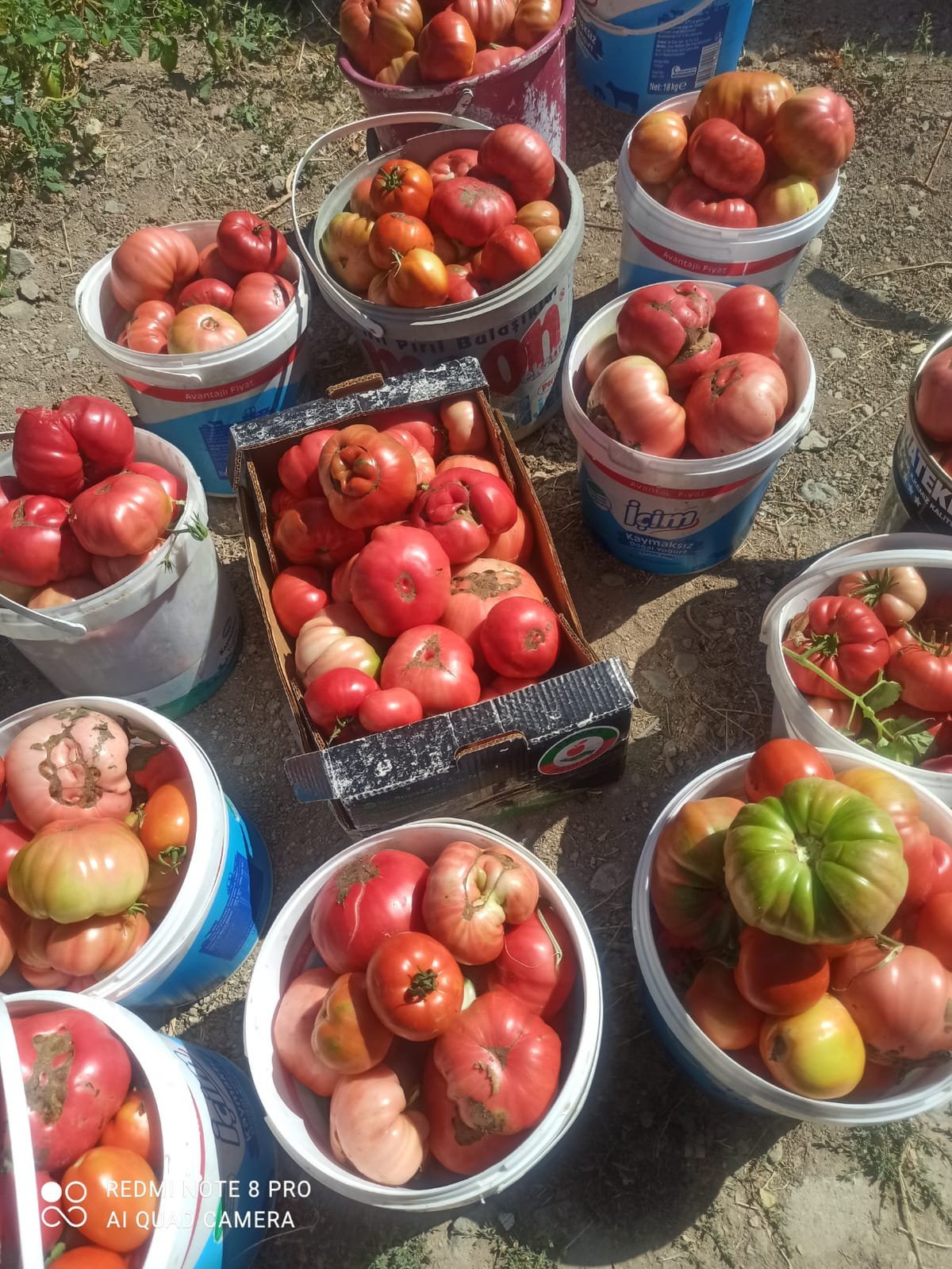 Elazığ\'da ata tohum domatesler doğal aromasıyla sofralarda tercih ediliyor
