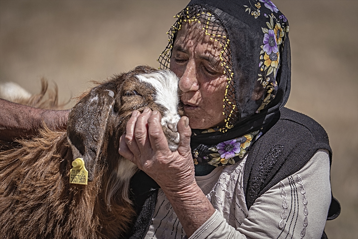 Erzurum Çat\'ta Değdaş çifti, 50 yıldır 6 çocuk büyütüp 200\'e yakın koyun otlatıyor