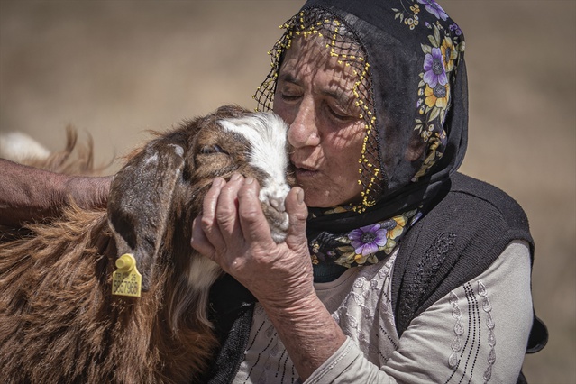 Erzurum Çat'ta Değdaş çifti, 50 yıldır 6 çocuk büyütüp 200'e yakın koyun otlatıyor