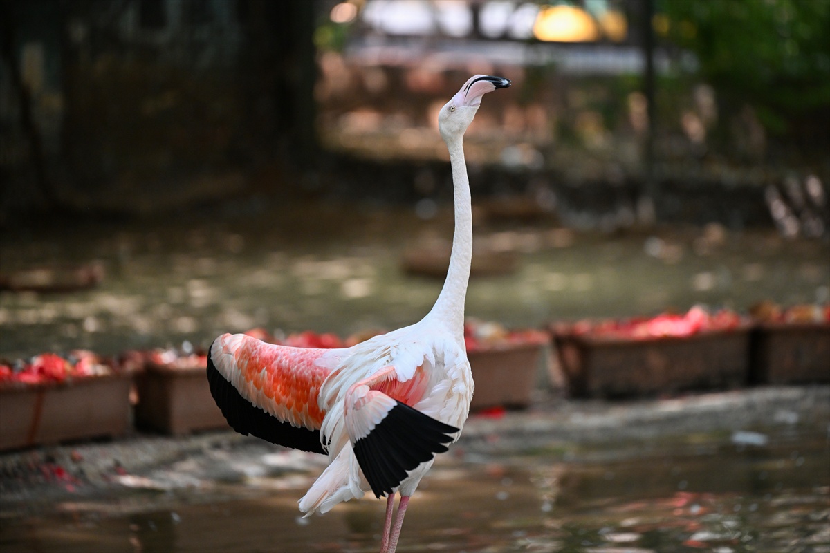Gaziantep Doğal Yaşam Parkı\'nda 4 yavru flamingo dünyaya geldi, sayı 52\'ye ulaştı