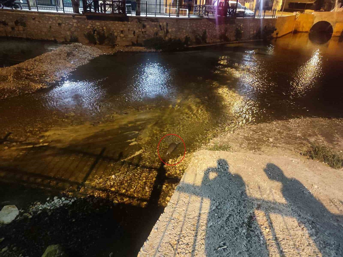 Çarşamba Çayı\'ndaki su samuru ailesi, Konya Bozkır\'da akşam saatlerinde görüntülendi