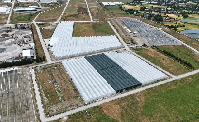 Bafra Sera Organize Tarım Bölgesi'nde ilk etapta 100 ton üretim hedefleniyor