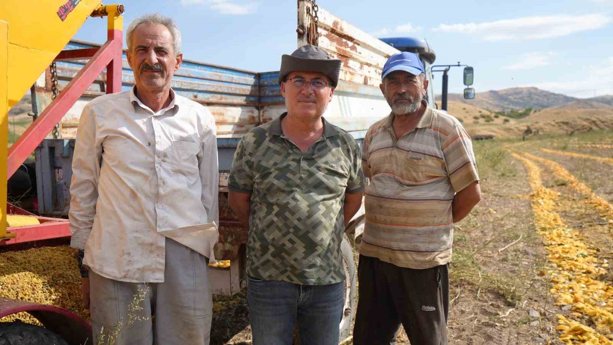 Kabak çekirdeği hasadı Ankara Polatlı\'da başladı, üretici 13 ton rekolte bekliyor