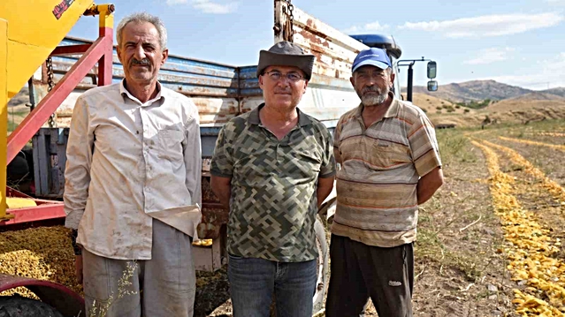 Kabak çekirdeği hasadı Ankara Polatlı'da başladı, üretici 13 ton rekolte bekliyor