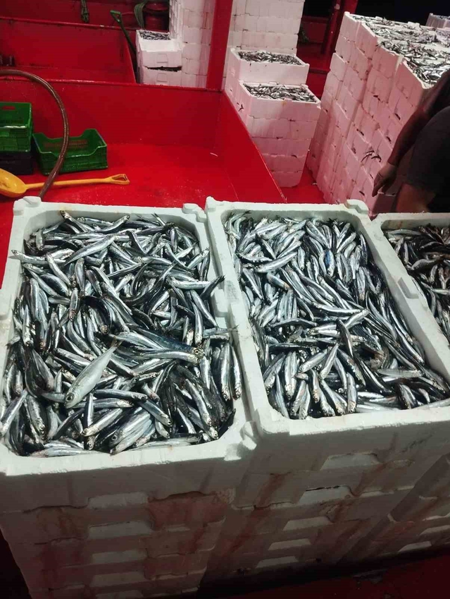 Aydın Didim'de hamsi kotası kapsamında denetim yapıldı, hamsilerin boyları ölçüldü