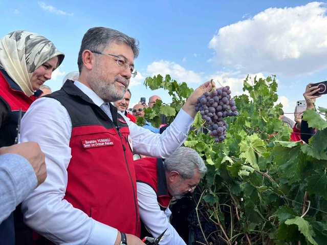 Yumaklı, bu yıl üzüm rekoltesinin 3 milyon 850 bin tona ulaşmasını bekliyor