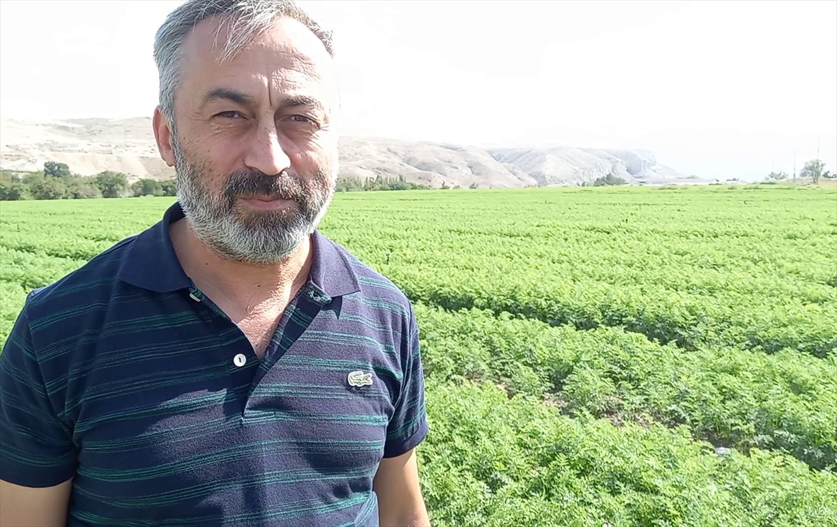 Beypazarı\'nda 612 bin 578 dekar alanda tarımsal üretim yapıldı