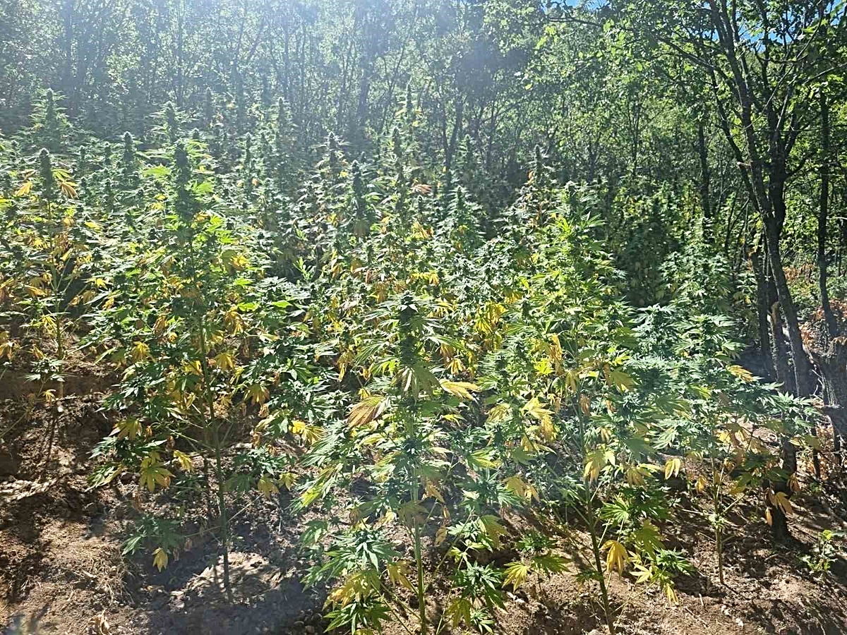Bingöl\'de jandarma haftada 19 bin 314 kök kenevir, 4 kilo 757 gram esrar ele geçirdi