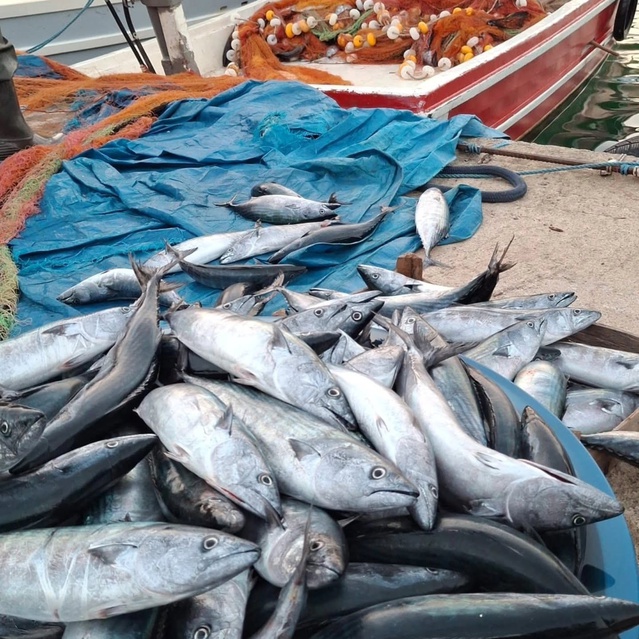 Cide'de palamut bolluğu var, tanesi 75 lira; balıkçı mazot maliyetinden yakınıyor