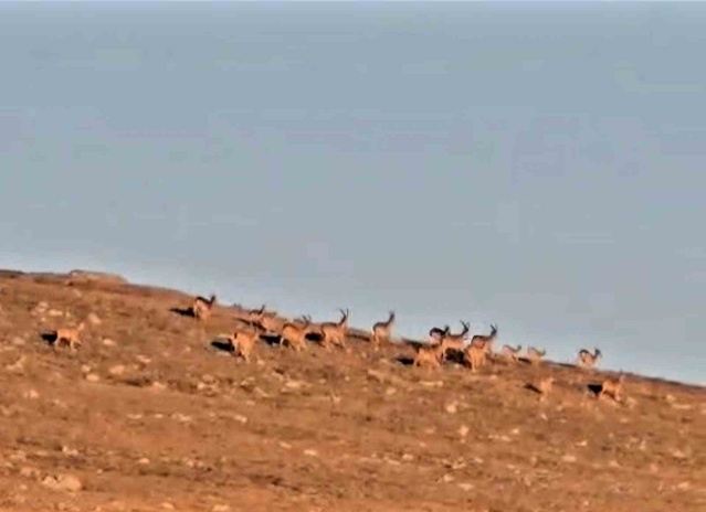 Samsun'daki cerrah, Karagöl Dağları'nda 20'ye yakın çengel boynuzlu keçi kaydetti