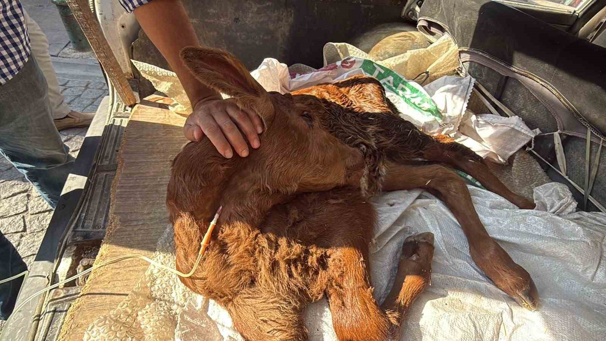 Eskişehir\'de bagajda yastıkla veterinere götürülen Kezban adlı buzağıya serum takıldı