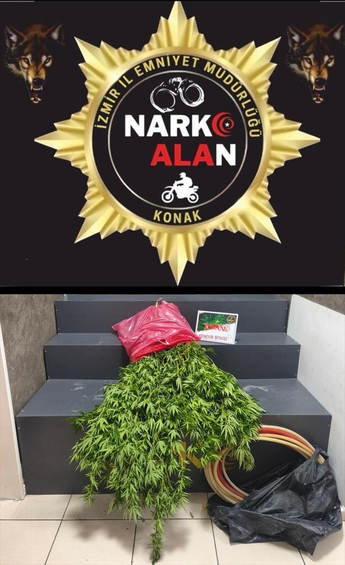 İzmir Konak\'ta eve baskında 40 kök kenevir ele geçirildi, 1 şüpheli tutuklandı