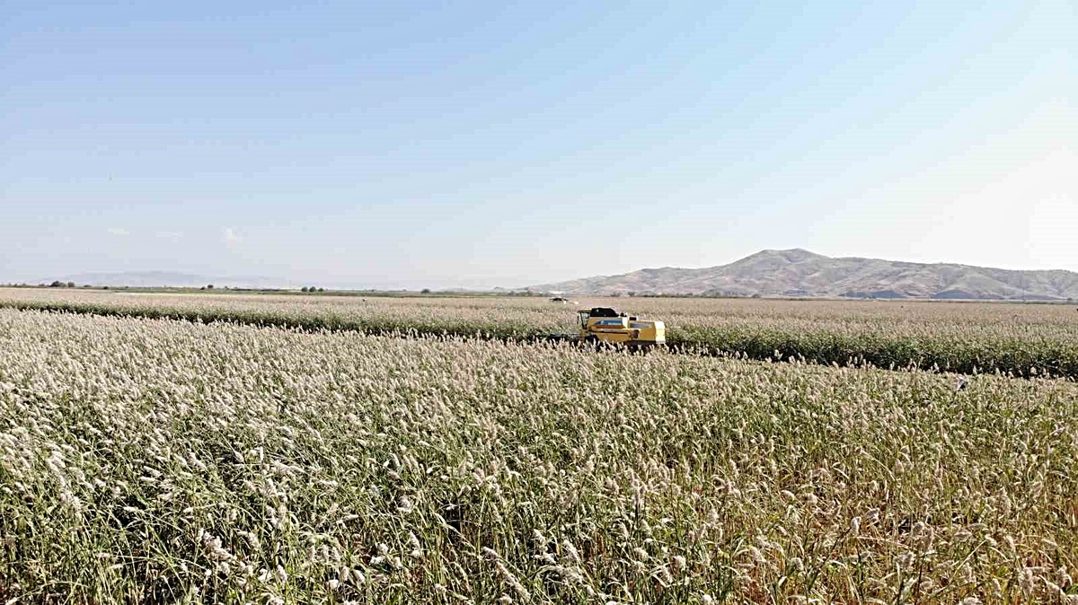 K.Maraş Türkoğlu\'nda Gavur Gölü\'nde ak darı hasadı başladı, dönümde 350-500 kg var