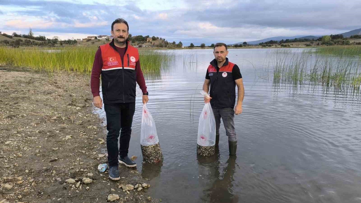 Kastamonu\'da 7 ilçenin su kaynakları 800 bin sazan yavrusuyla balıklandırıldı