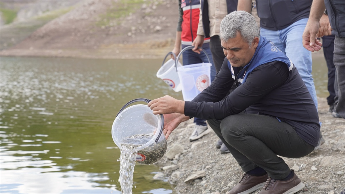 Kastamonu\'da 800 bin sazan yavrusu 6 ilçe ve kent merkezindeki göletlerle buluştu