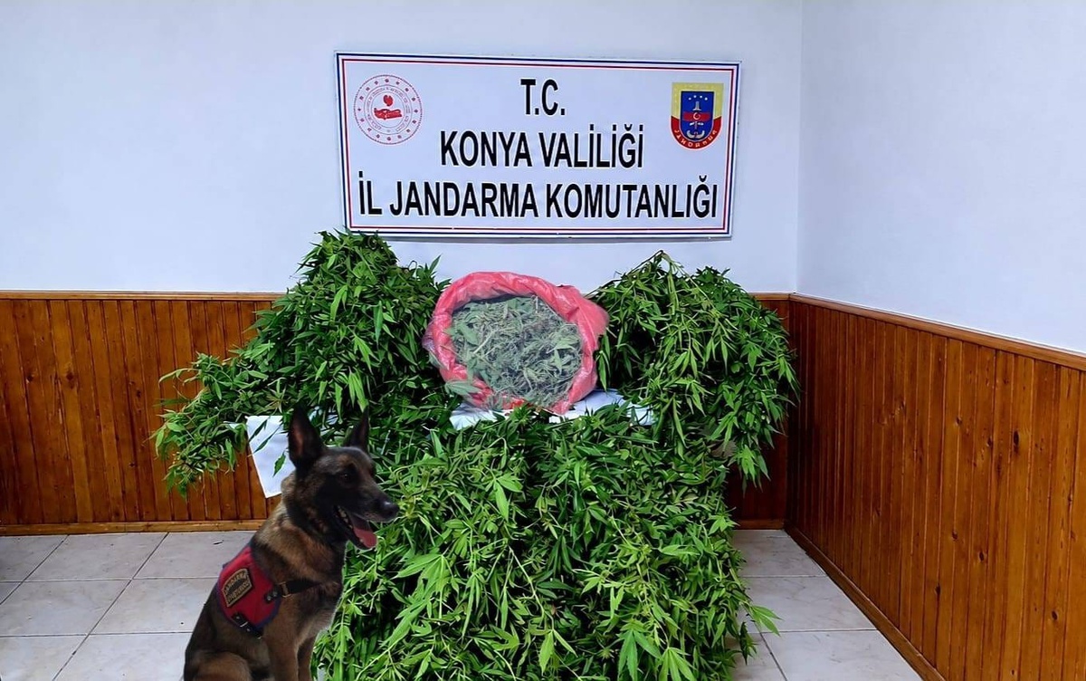 Jandarma Konya Ereğli\'de 35 kök kenevir ele geçirdi, 1 şüpheli gözaltında