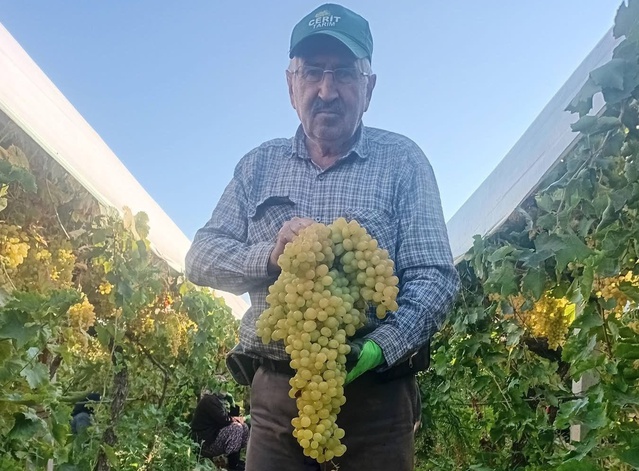 Manisa Sarıgöl'de bağda 5,5 kiloluk dev üzüm salkımı görenleri şaşırttı