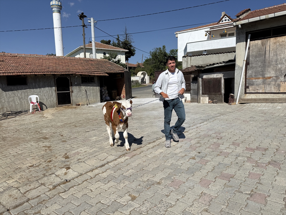 Damadın çocukluk arkadaşı Tekirdağ\'daki düğünde çifte altın yerine buzağı hediye etti