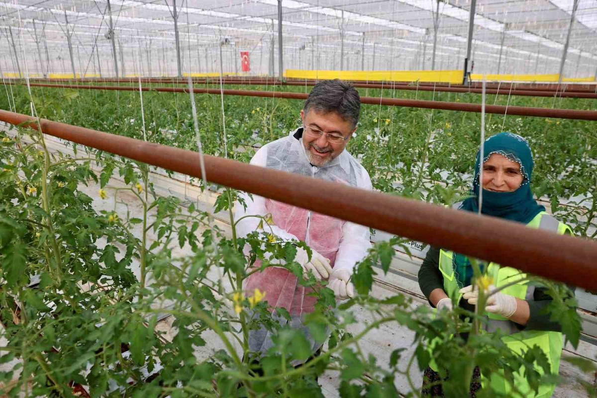 Bakan Yumaklı Erzincan\'da 30 dönümde 90 dönüm verimi olan jeotermal serayı inceledi