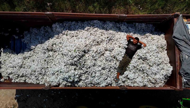 Adana'da erkenci pamuk hasadı başladı, kilogramı 40 liradan alıcı buluyor