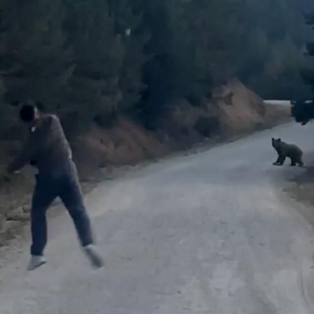 Bolu Mudurnu'da ayıya seslenen arkadaş grubu, hayvanı taş atarak kovaladı