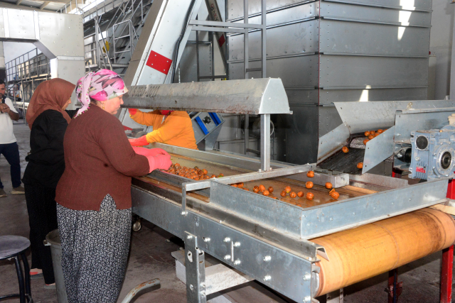 Çağlayancerit cevizinde hasat başladı: Günlük yevmiye 5 bin TL'yi buldu